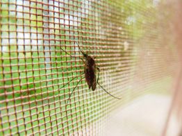 Afbeelding voor categorie Insectenwering